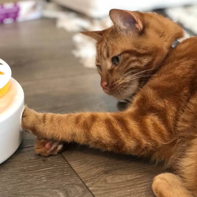 Angela's Purrfect Pet Services