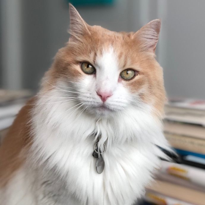 Angela's Purrfect Pet Services