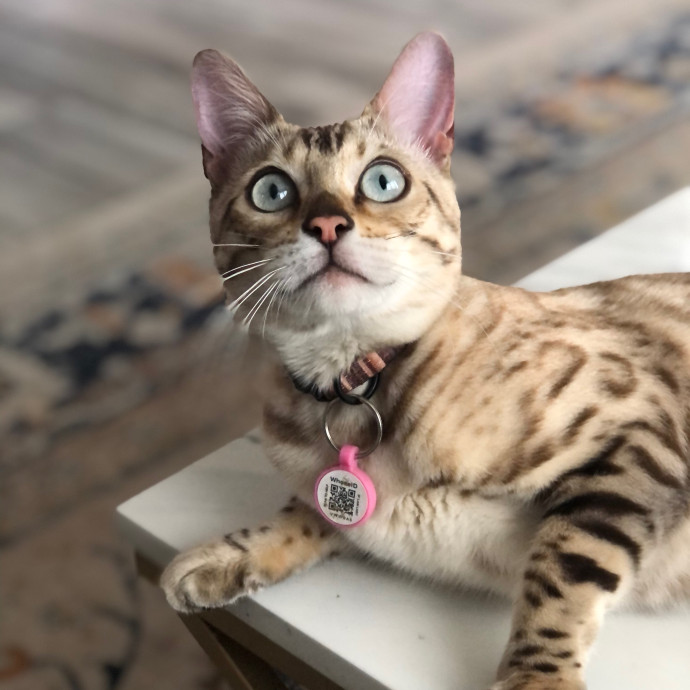 Angela's Purrfect Pet Services
