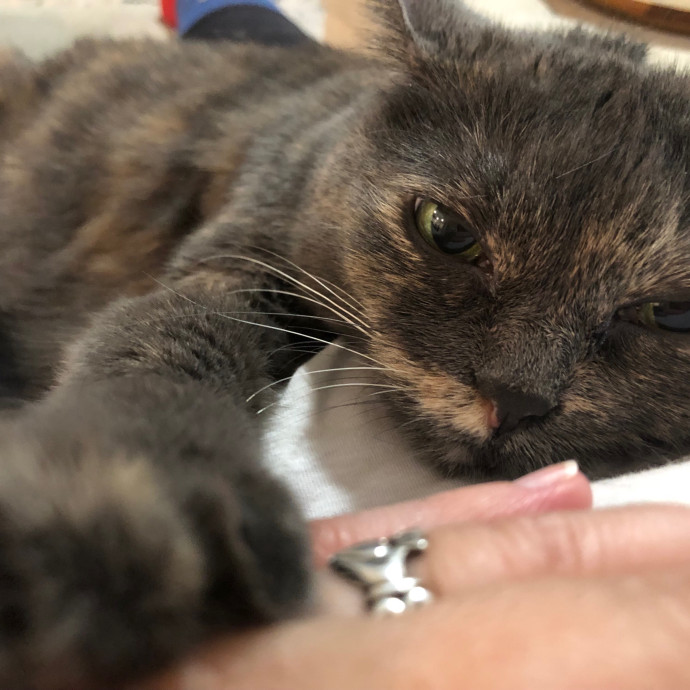 Angela's Purrfect Pet Services