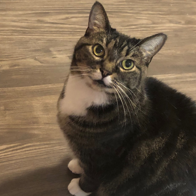 Angela's Purrfect Pet Services
