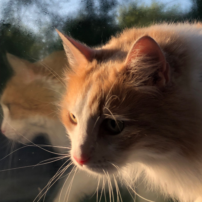 Angela's Purrfect Pet Services