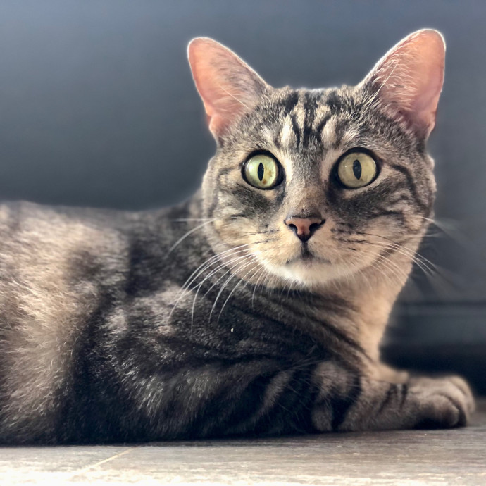 Angela's Purrfect Pet Services