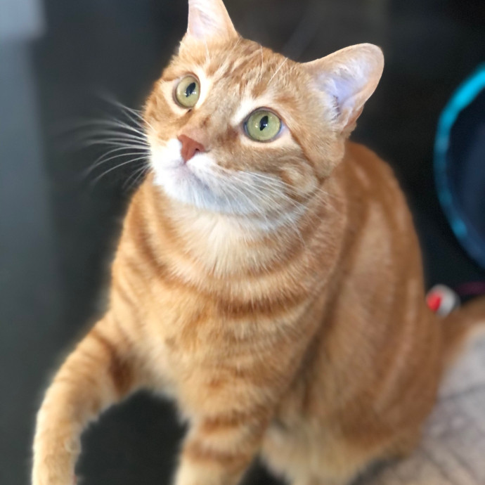 Angela's Purrfect Pet Services