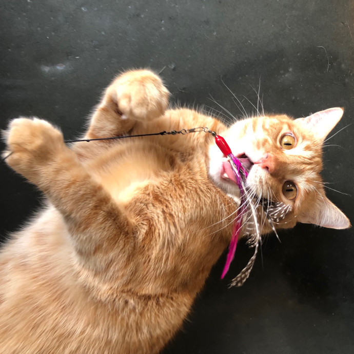 Angela's Purrfect Pet Services