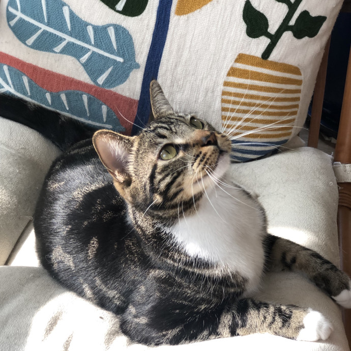 Angela's Purrfect Pet Services