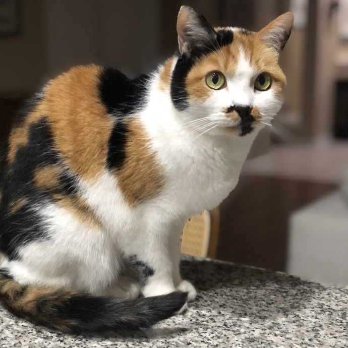 Angela's Purrfect Pet Services photo 3