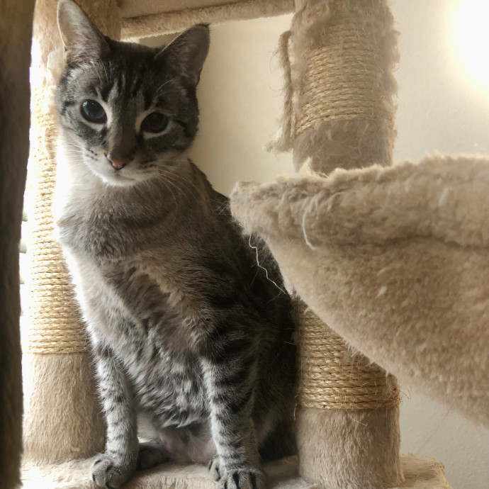 Angela's Purrfect Pet Services photo 2