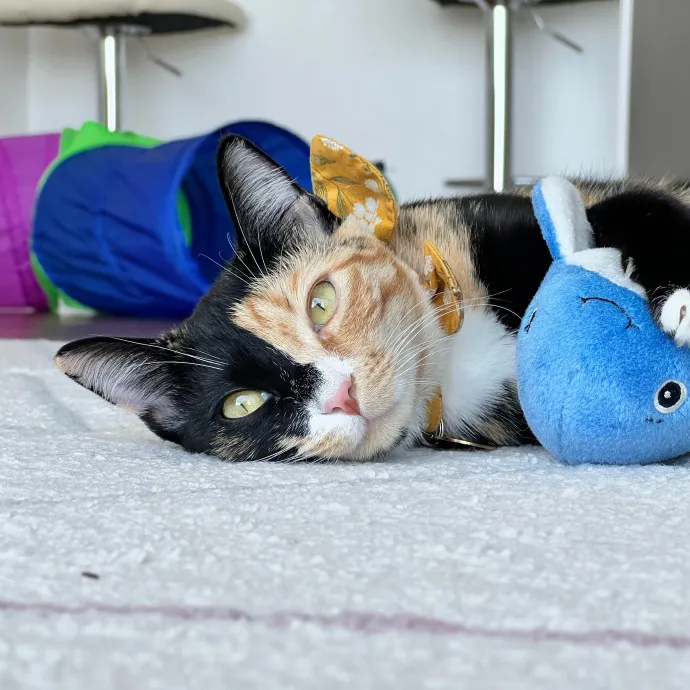 Anika Your Trusted Cat Companion