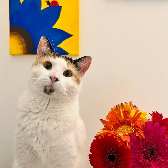 Anika Your Trusted Cat Companion