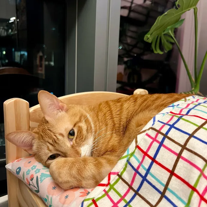 Anika Your Trusted Cat Companion