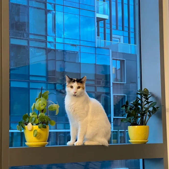 Anika Your Trusted Cat Companion