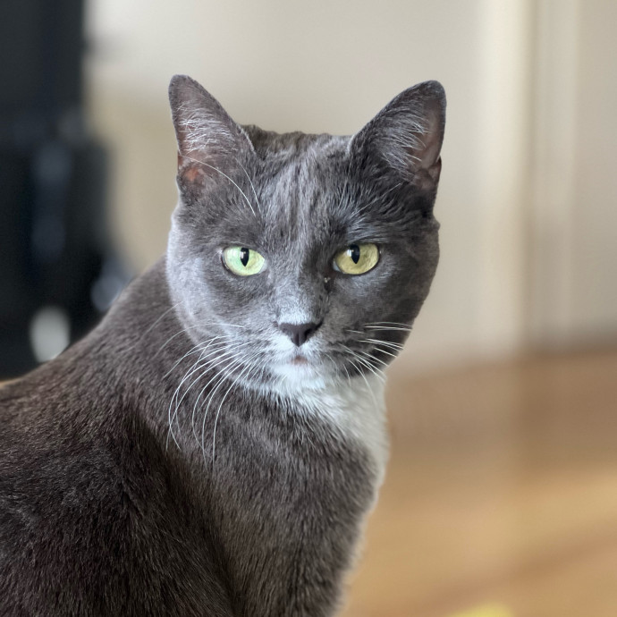 Anika Your Trusted Cat Companion