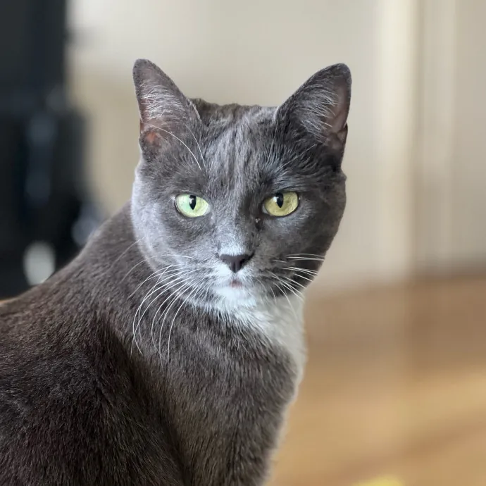 Anika Your Trusted Cat Companion