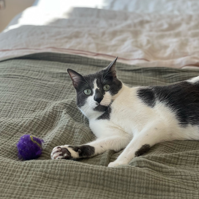 Anika Your Trusted Cat Companion