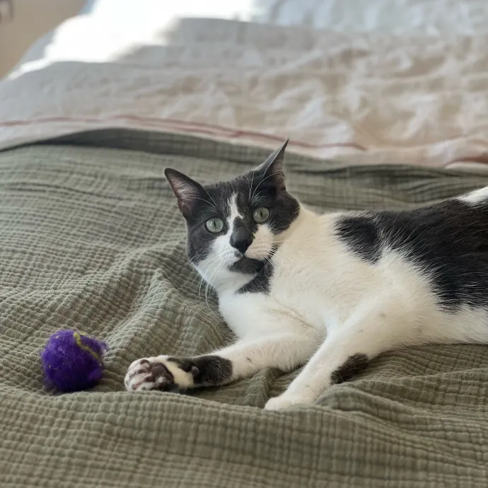 Anika Your Trusted Cat Companion