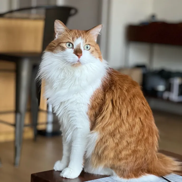 Anika Your Trusted Cat Companion