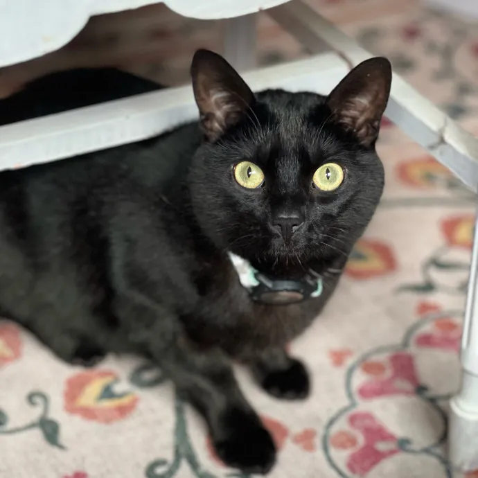 Anika Your Trusted Cat Companion