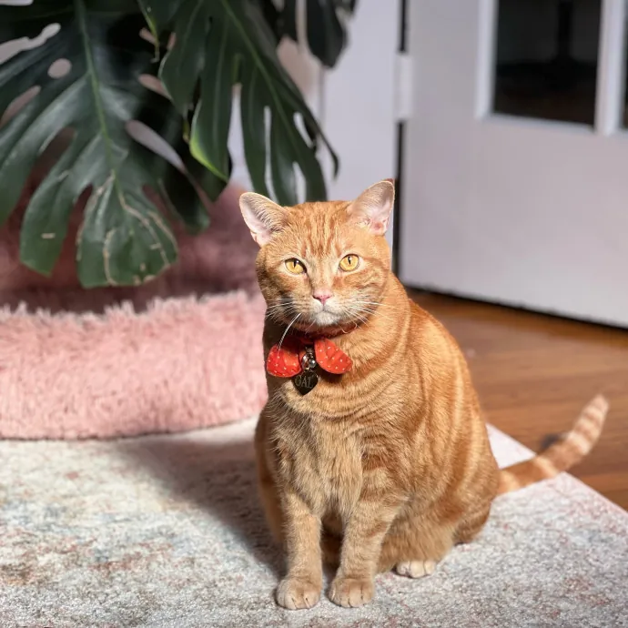 Anika Your Trusted Cat Companion