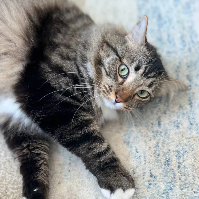 Anika Your Trusted Cat Companion