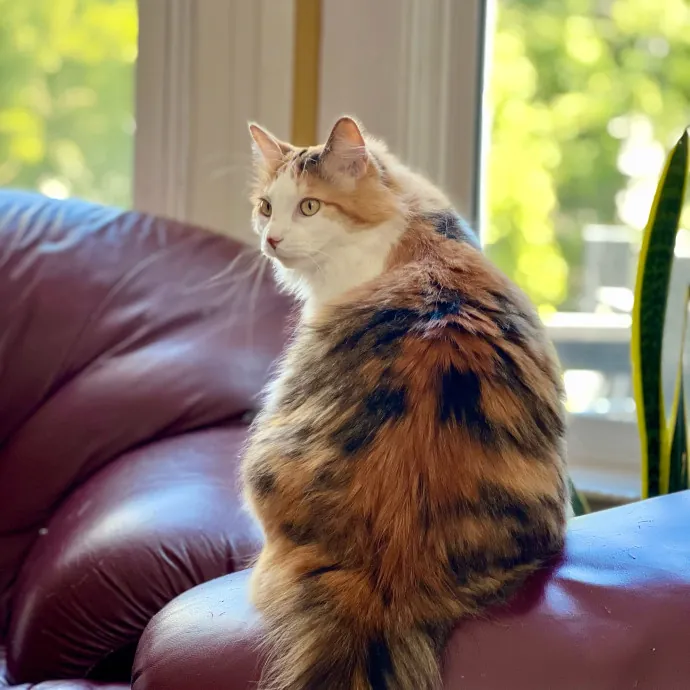 Anika Your Trusted Cat Companion