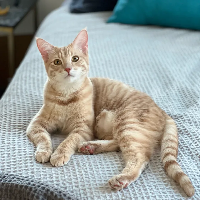 Anika Your Trusted Cat Companion