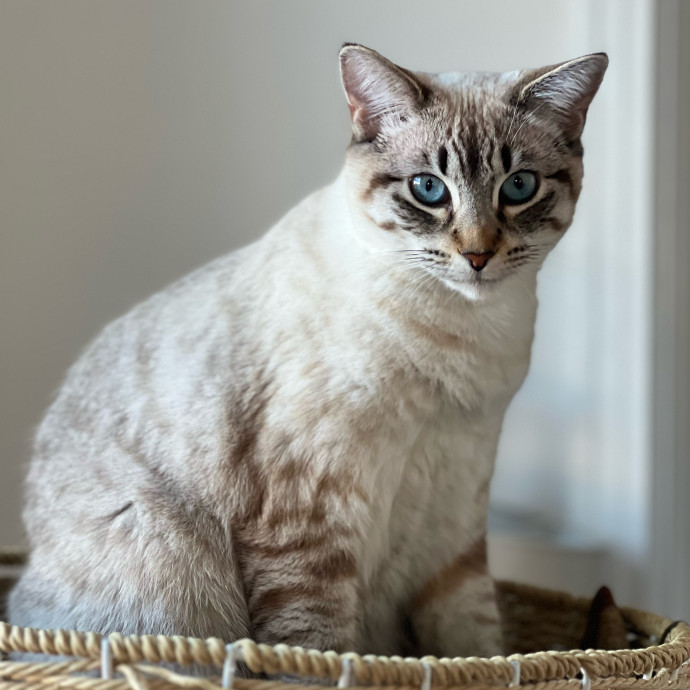 Anika Your Trusted Cat Companion