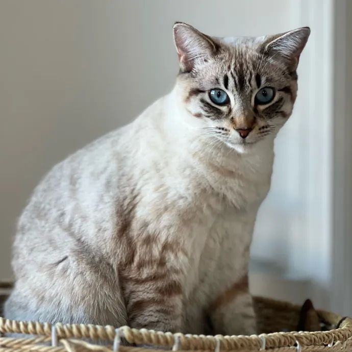 Anika Your Trusted Cat Companion