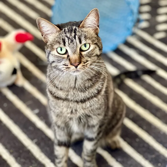 Anika Your Trusted Cat Companion