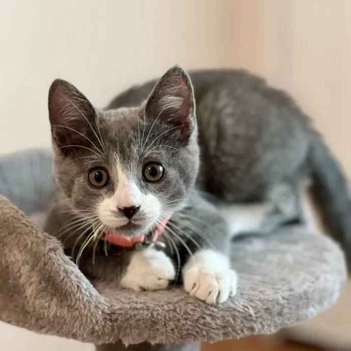 Anika Your Trusted Cat Companion