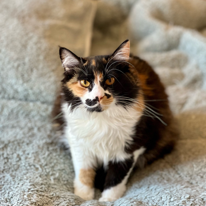 Anika Your Trusted Cat Companion
