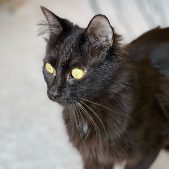 Anika Your Trusted Cat Companion