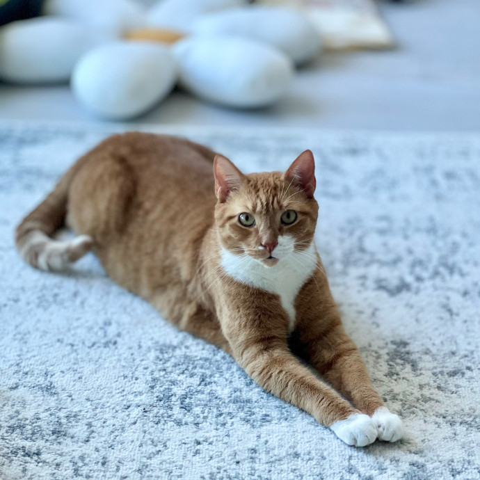 Anika Your Trusted Cat Companion