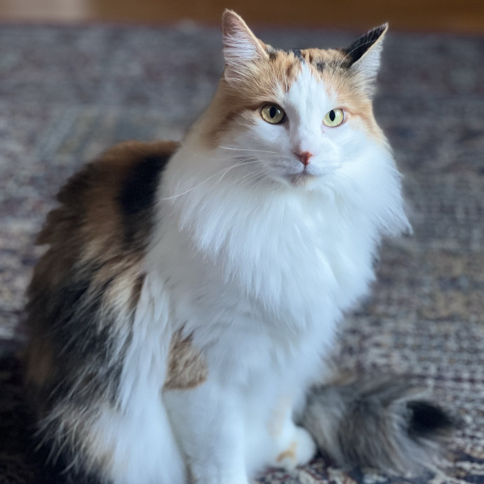 Anika Your Trusted Cat Companion