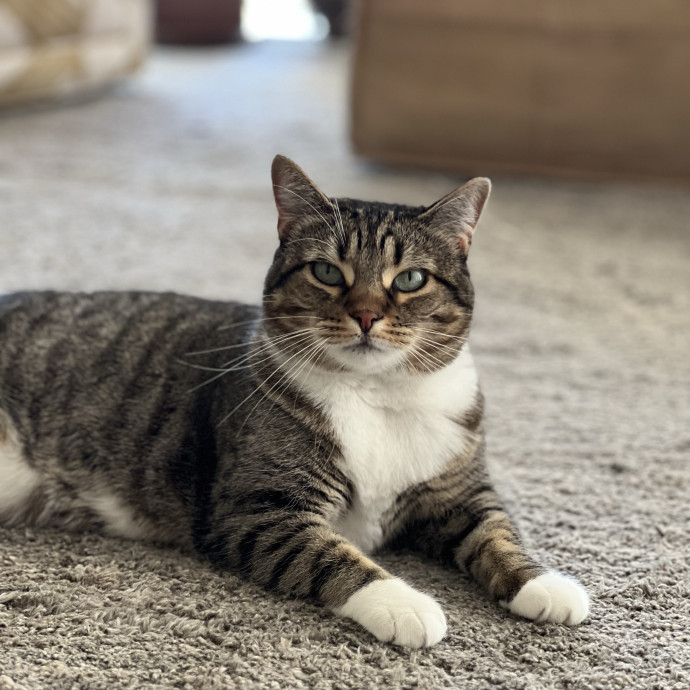 Anika Your Trusted Cat Companion