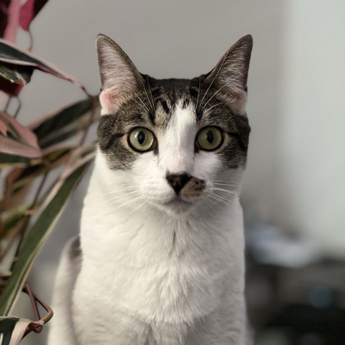 Anika Your Trusted Cat Companion
