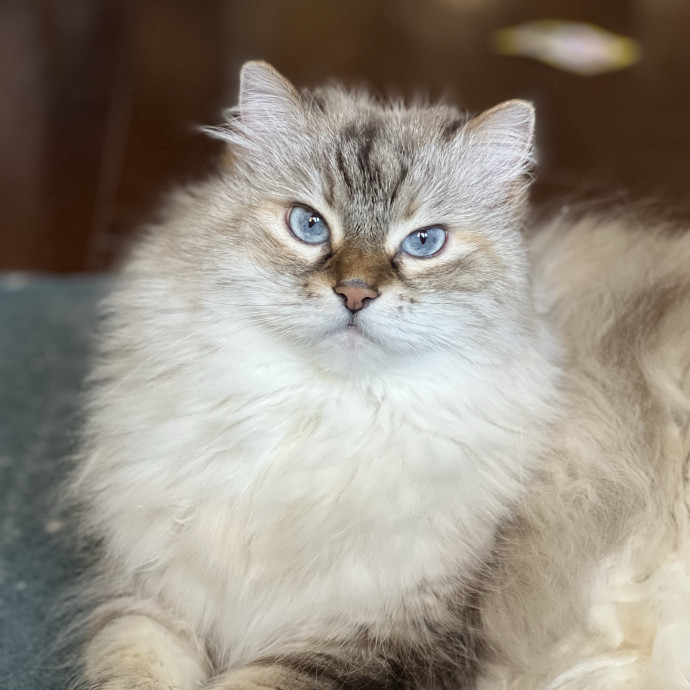 Anika Your Trusted Cat Companion