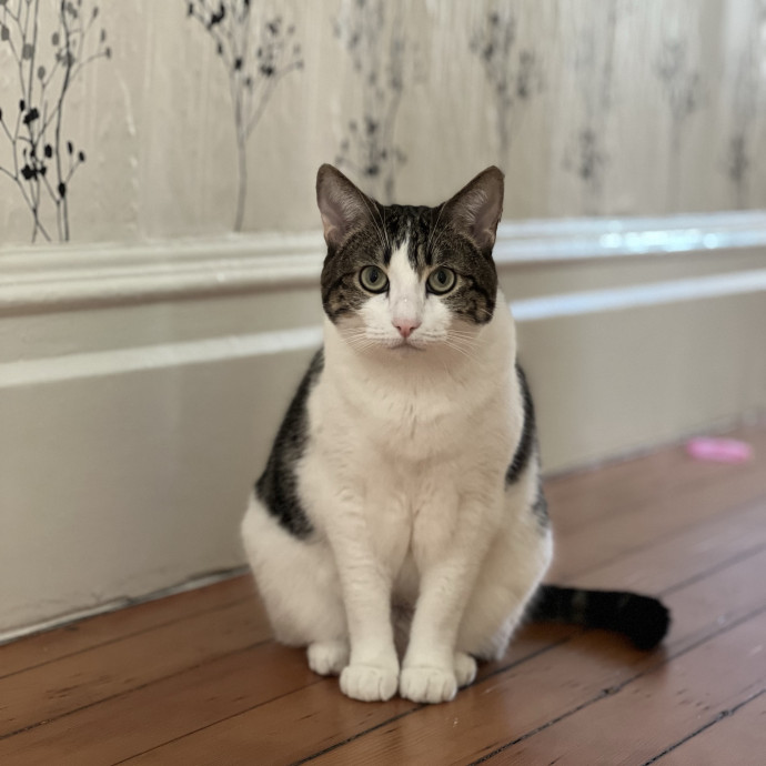 Anika Your Trusted Cat Companion