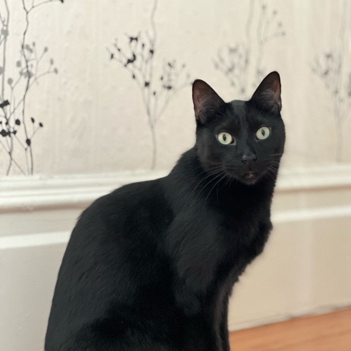 Anika Your Trusted Cat Companion photo 3