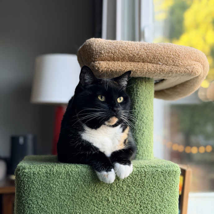 Anika Your Trusted Cat Companion photo 2