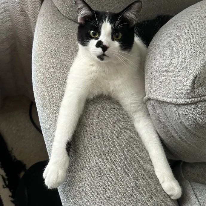 Emma's Cat Sitting photo 4