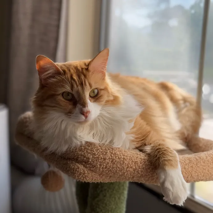 Emma's Cat Sitting photo 2