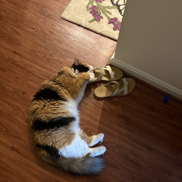 Jessica's Cozy Cat Care