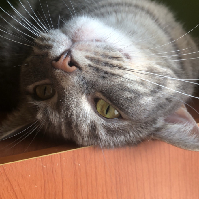 Jessica's Cozy Cat Care