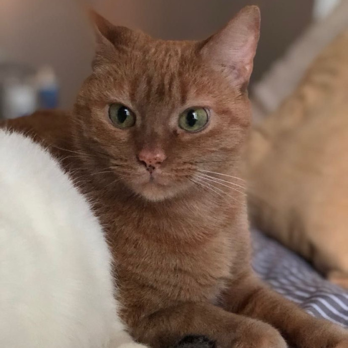 Jessica's Cozy Cat Care