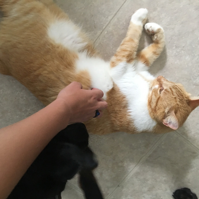 Jessica's Cozy Cat Care