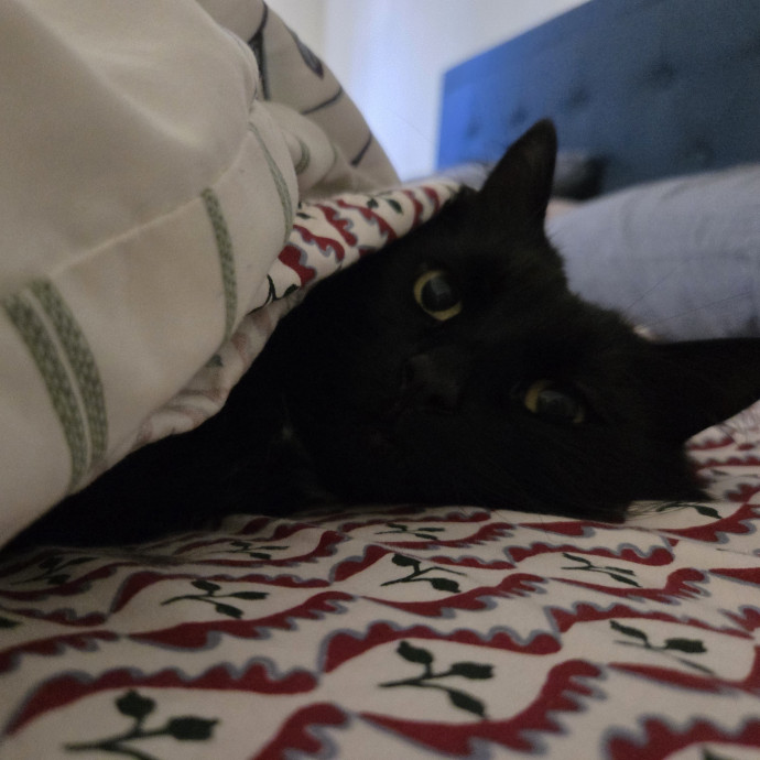 Experienced Cat Sitter  Former Vet Tech