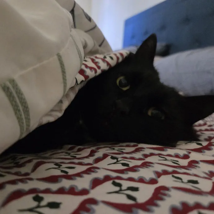 Experienced Cat Sitter  Former Vet Tech