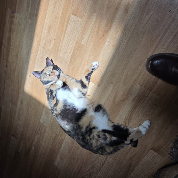 Experienced Cat Sitter  Former Vet Tech