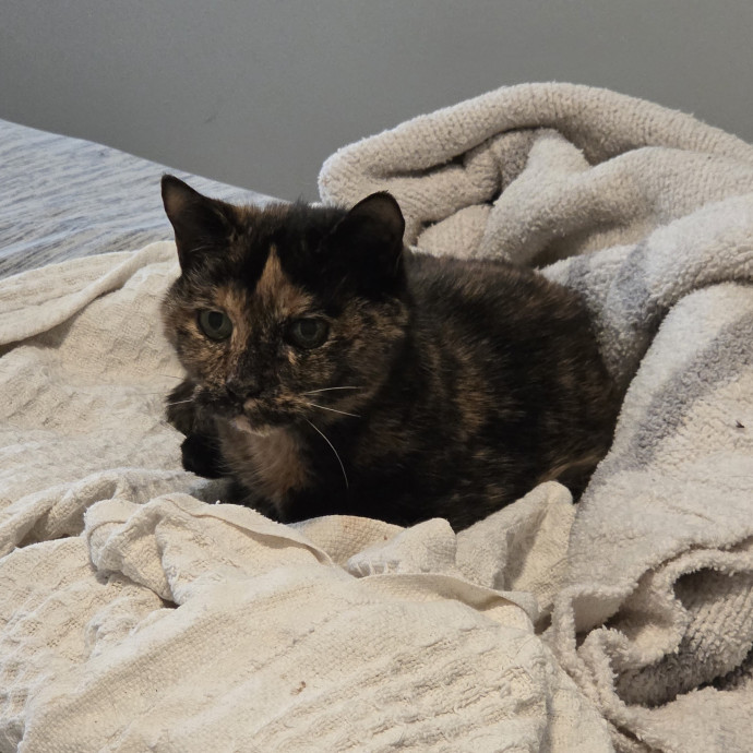 Experienced Cat Sitter  Former Vet Tech